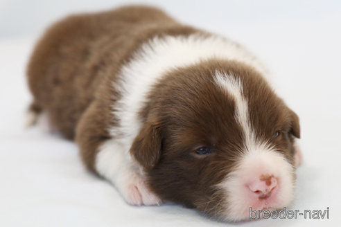 成約済の神奈川県のボーダーコリー-335189の7枚目